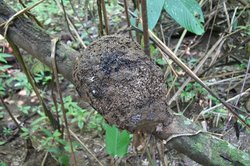 Termite nest on tree