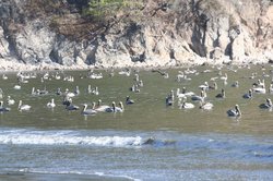 Pelicans float of Isla Coru