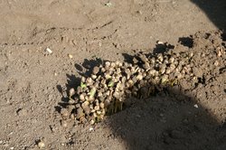 Young coffee seedlings