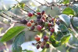 Coffee bush