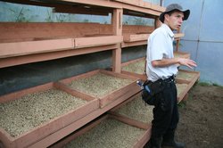 Drying the coffee