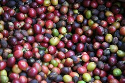 Coffee beans