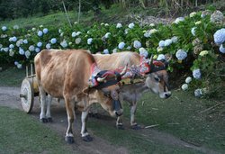 The traditional ox & cart