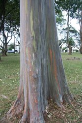Rainbow coloured eucalyptus
