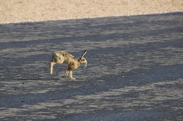 Wait for me, Guys, you're going too fast!