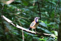 Rare pitta-like ground roller