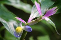 flower with its leaf