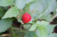 Wild raspberry