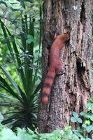 Ring tailed mongoose