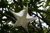 the Angel trumpet datura