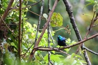 Madagascar sunbird