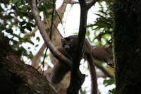 Crowned lemur