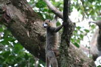 Crowned lemur