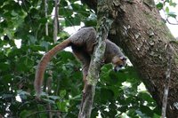 Crowned lemur