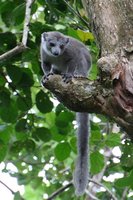 Crowned lemur female