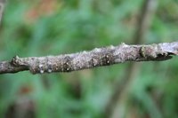 Leaf-tailed gecko