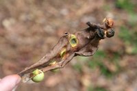 Eggs on a leaf