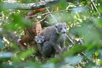 Crowned lemur