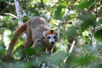 Crowned lemur