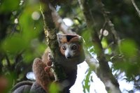 Crowned lemur