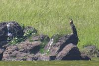 Reed Cormorant