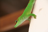 Gecko