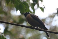 Lesser Vassor Parrot