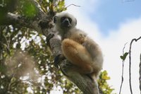 Diademe Safaka lemur