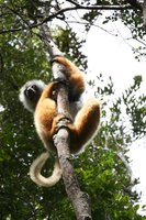 Diademe Safaka lemur