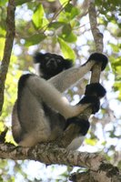 Indri Indri lemur