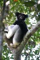 Indri Indri lemur