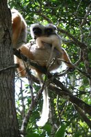 Diademe Safaka lemurs