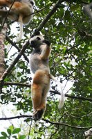 Diademe Safaka lemur