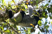 Indri Indri lemur