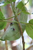 Giraffe-necked beetle