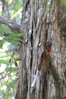 Paradise Flycatcher