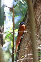 Paradise Flycatcher