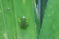 Green frog