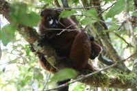 Red bellied lemur
