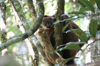 Red bellied lemur