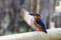 Kingfisher captures a frog