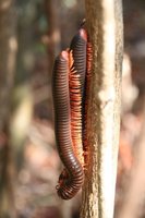Mating centipedes