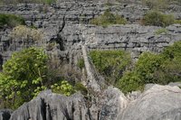 Bridge over the tsingy