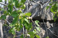 Fruit tree in the tsingy