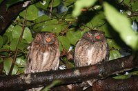 Scopes Owls