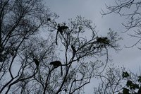 Brown lemurs