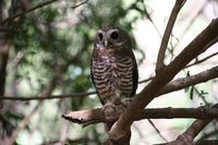 White brwed owl