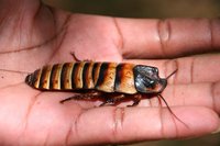 Cockroach