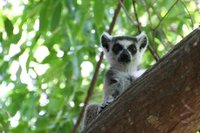 Ring tailed lemur