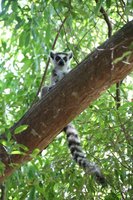 Ring tailed lemur